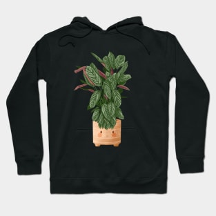 Cute Plant Illustration, Calathea Makoyana Compact Star Hoodie